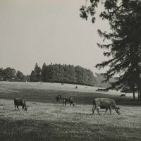 Cattle grazing in Bucks, nr. Chenies, 1926-42. From the National Archives Catalogue reference: INF 9/1023/3