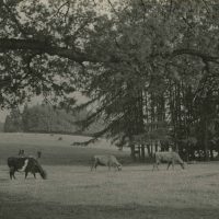 Cattle grazing in Bucks, nr. Chenies. 1926-42. From the National Archives Catalogue reference: INF 9/1023/2