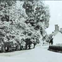 Old Elms, c.1900s
